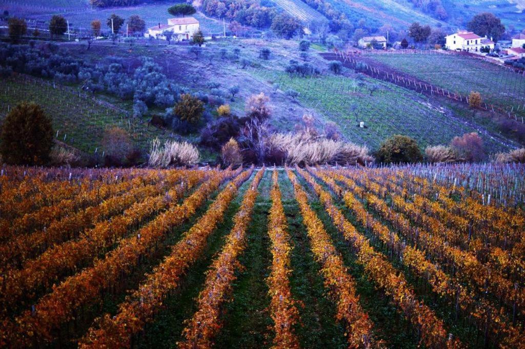 Agriturismo Cantina Morone Guardia Sanframondi Ngoại thất bức ảnh